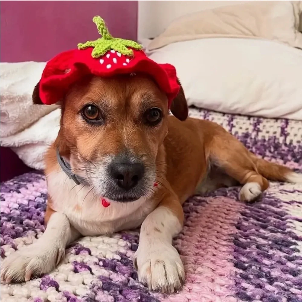 Red Strawberry Handcrafted Crochet Cat Dog or Small Pet Hat (Sm)